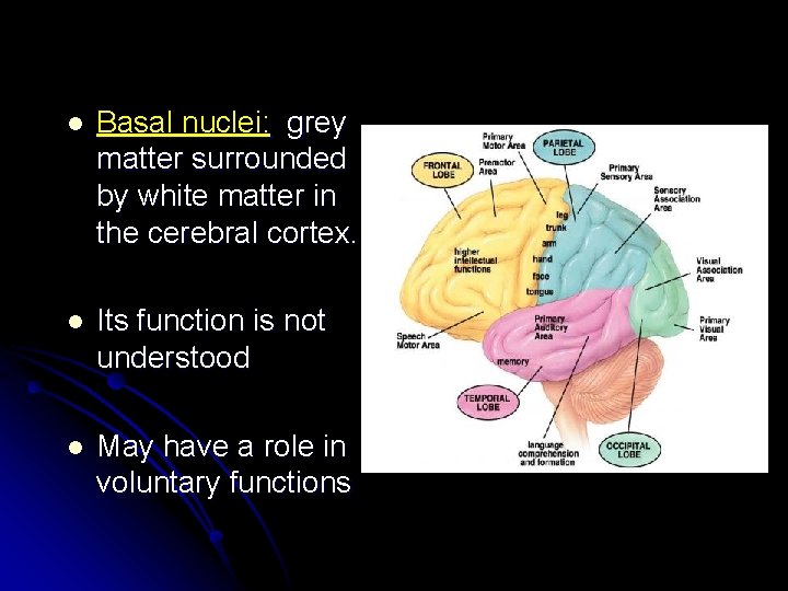 l Basal nuclei: grey matter surrounded by white matter in the cerebral cortex. l