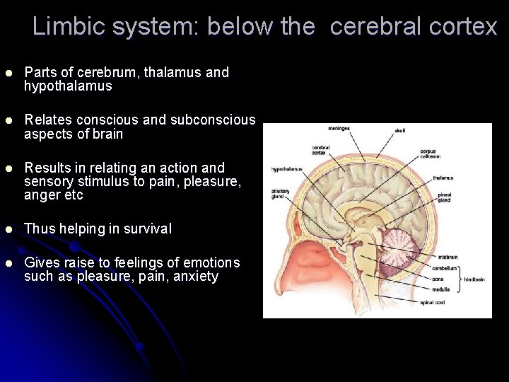 Limbic system: below the cerebral cortex l Parts of cerebrum, thalamus and hypothalamus l