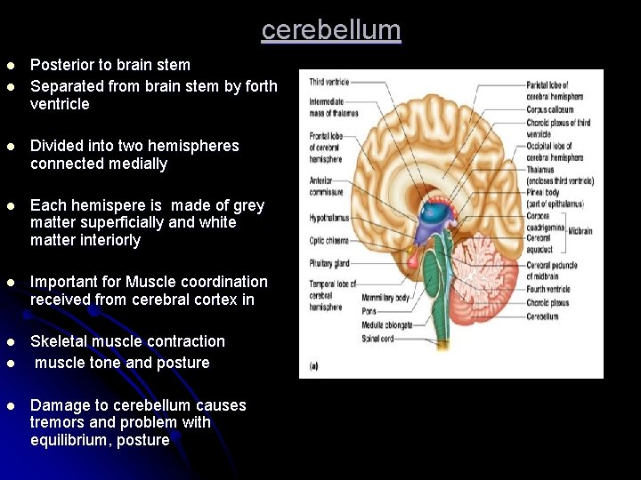 cerebellum l l Posterior to brain stem Separated from brain stem by forth ventricle