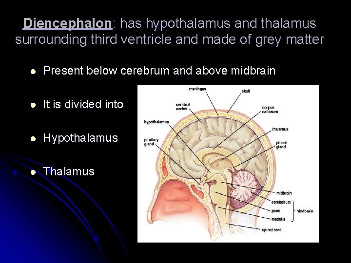 Diencephalon: has hypothalamus and thalamus surrounding third ventricle and made of grey matter l