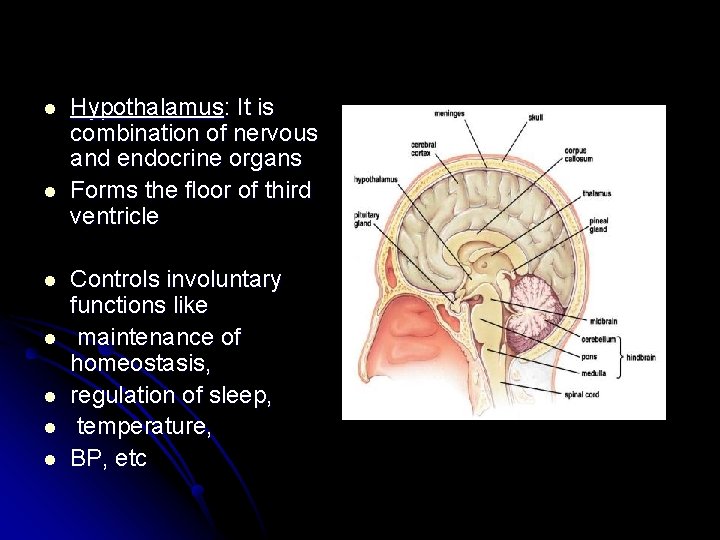 l l l l Hypothalamus: It is combination of nervous and endocrine organs Forms