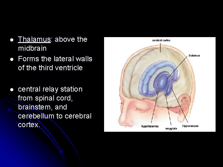 l l l Thalamus: above the midbrain Forms the lateral walls of the third