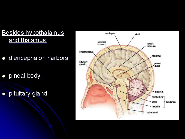 Besides hypothalamus and thalamus, l diencephalon harbors l pineal body, l pituitary gland 