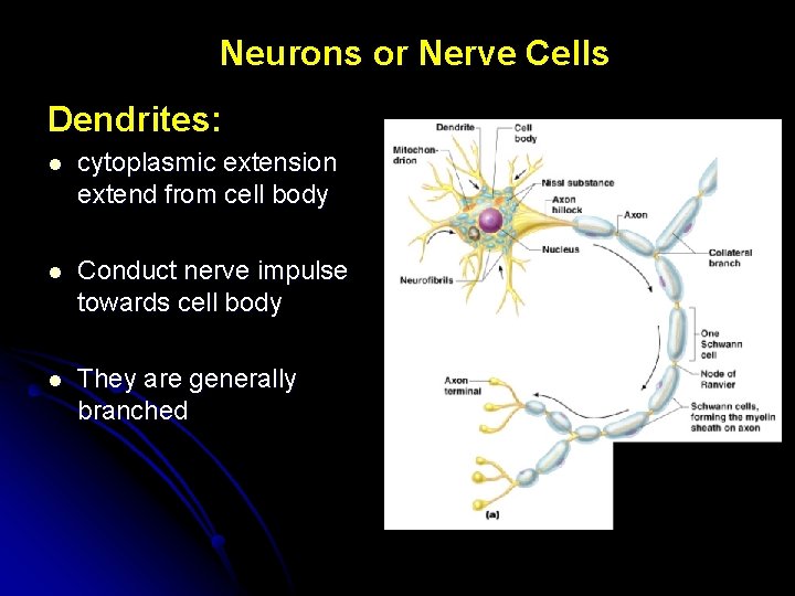 Neurons or Nerve Cells Dendrites: l cytoplasmic extension extend from cell body l Conduct