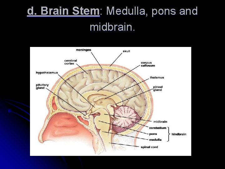 d. Brain Stem: Medulla, pons and midbrain. 