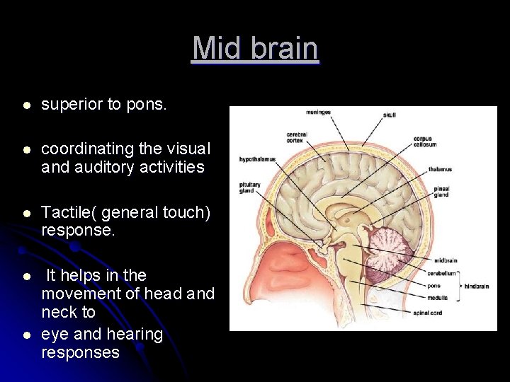 Mid brain l superior to pons. l coordinating the visual and auditory activities l