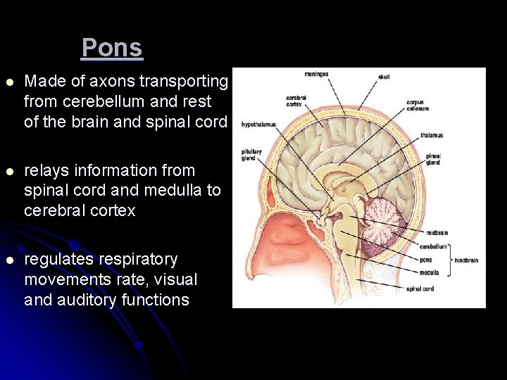 Pons l Made of axons transporting from cerebellum and rest of the brain and