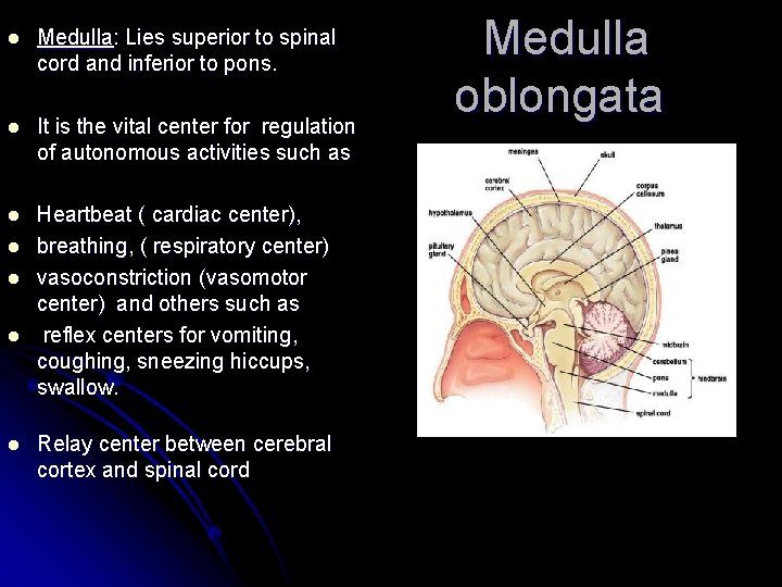 l Medulla: Lies superior to spinal cord and inferior to pons. l It is