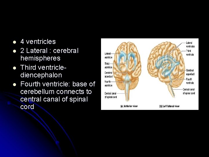 l l 4 ventricles 2 Lateral : cerebral hemispheres Third ventriclediencephalon Fourth ventricle: base