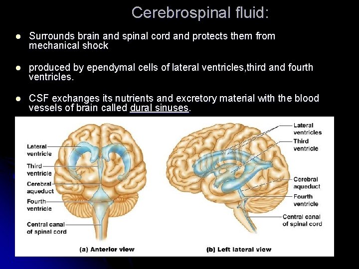 Cerebrospinal fluid: l Surrounds brain and spinal cord and protects them from mechanical shock