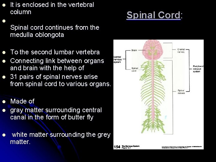 l l l l It is enclosed in the vertebral column Spinal cord continues