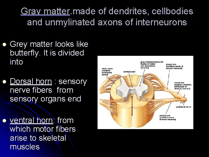 Gray matter. made of dendrites, cellbodies and unmylinated axons of interneurons l Grey matter