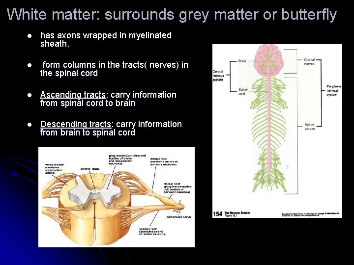 White matter: surrounds grey matter or butterfly l has axons wrapped in myelinated sheath.