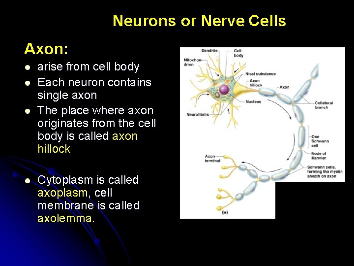 Neurons or Nerve Cells Axon: l l arise from cell body Each neuron contains