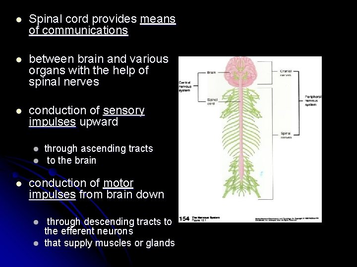 l Spinal cord provides means of communications l between brain and various organs with