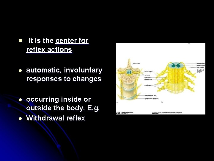 l It is the center for reflex actions l automatic, involuntary responses to changes
