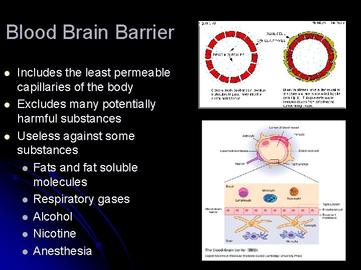 Blood Brain Barrier l l l Includes the least permeable capillaries of the body