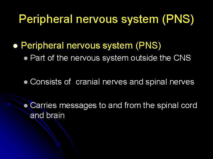 Peripheral nervous system (PNS) l Part of the nervous system outside the CNS l