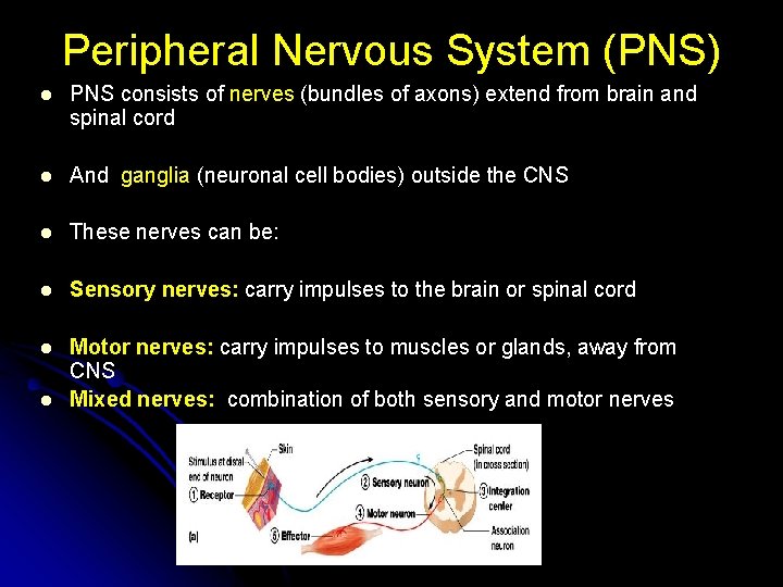 Peripheral Nervous System (PNS) l PNS consists of nerves (bundles of axons) extend from