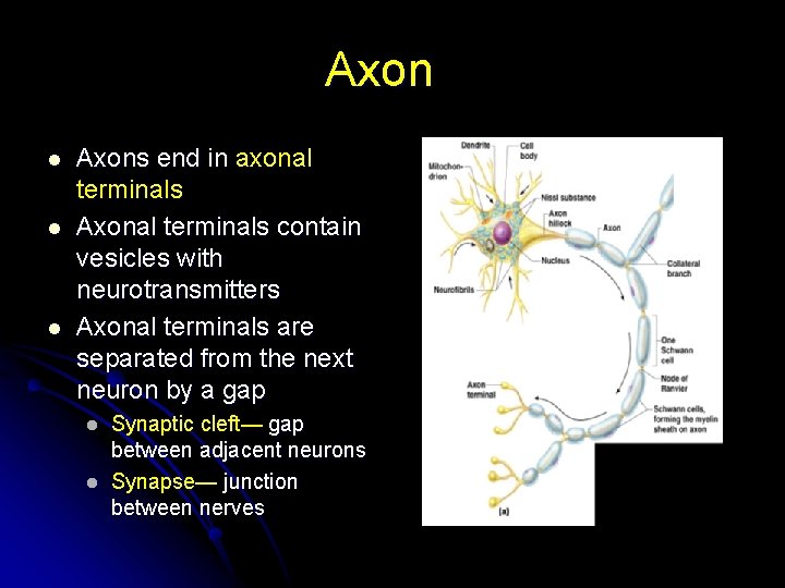 Axon l l l Axons end in axonal terminals Axonal terminals contain vesicles with