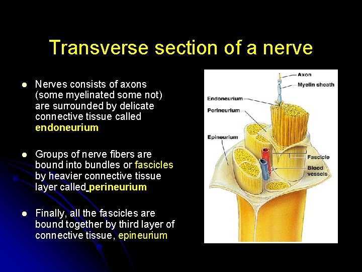 Transverse section of a nerve l Nerves consists of axons (some myelinated some not)