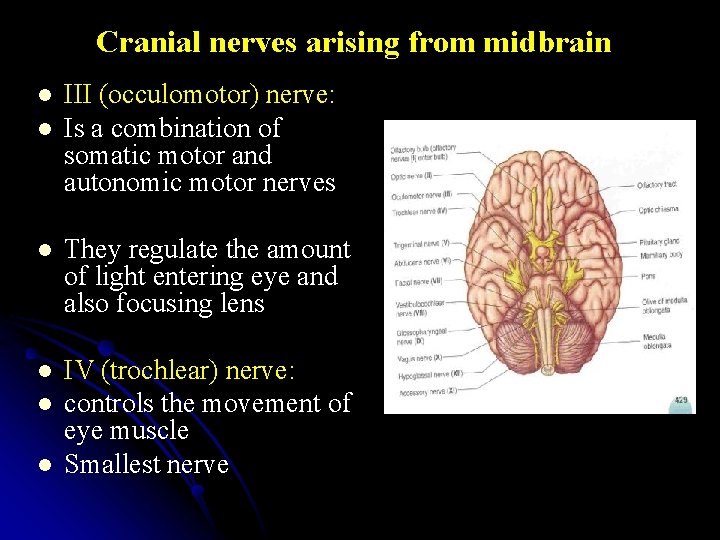 Cranial nerves arising from midbrain l l III (occulomotor) nerve: Is a combination of