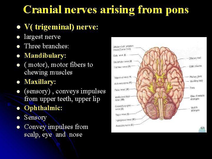 Cranial nerves arising from pons l V( trigeminal) nerve: l largest nerve Three branches: