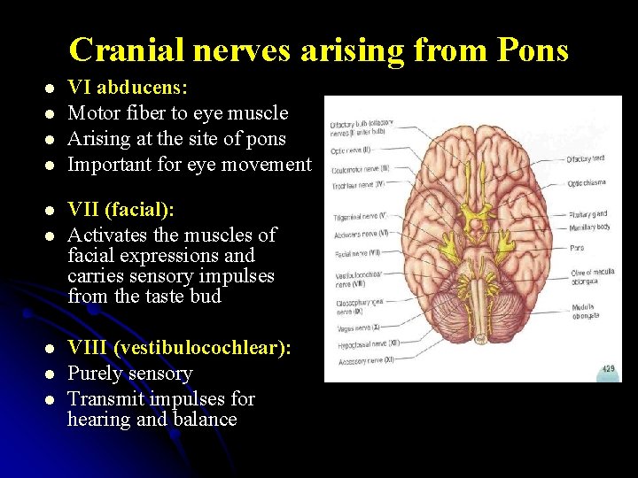 Cranial nerves arising from Pons l l l l l VI abducens: Motor fiber