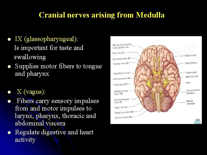 Cranial nerves arising from Medulla IX (glassopharyngeal): Is important for taste and swallowing l