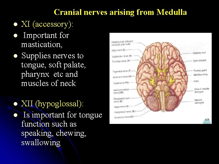 l l l Cranial nerves arising from Medulla XI (accessory): Important for mastication, Supplies