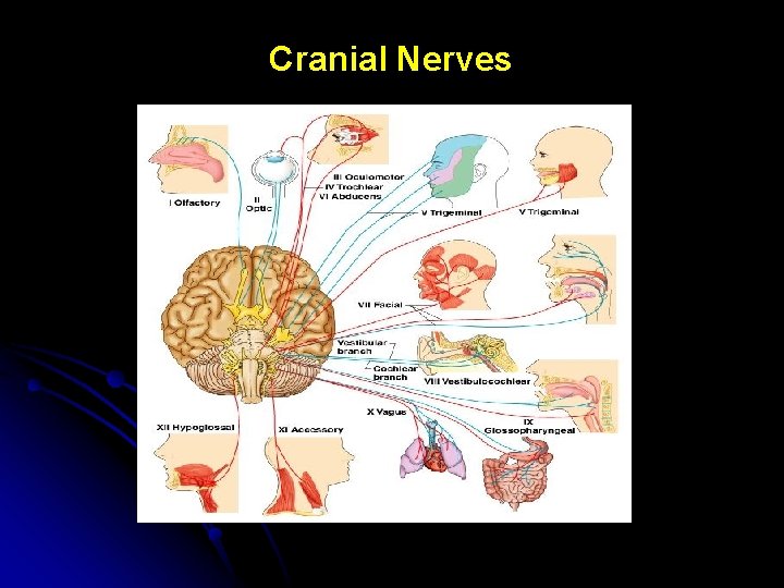 Cranial Nerves 