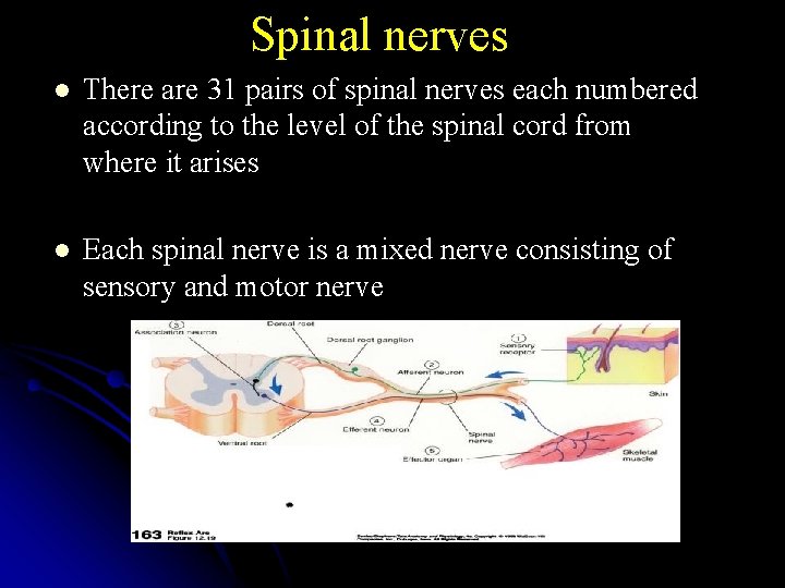 Spinal nerves l There are 31 pairs of spinal nerves each numbered according to