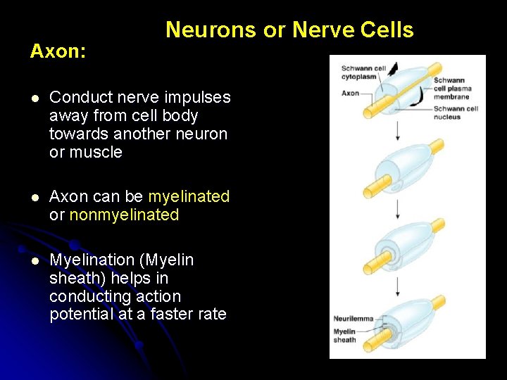 Axon: Neurons or Nerve Cells l Conduct nerve impulses away from cell body towards