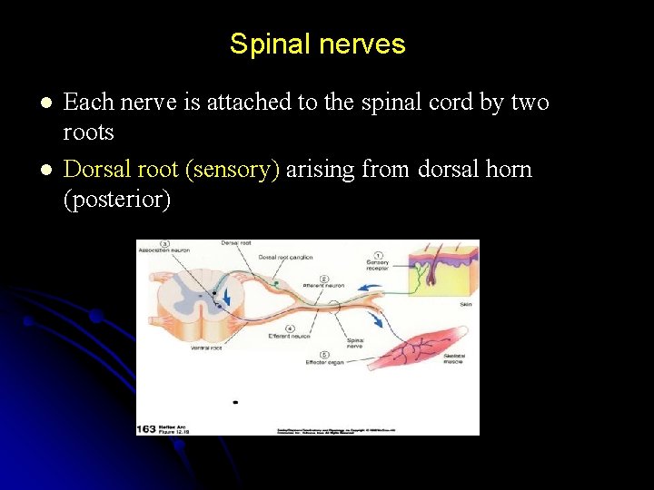 Spinal nerves l l Each nerve is attached to the spinal cord by two