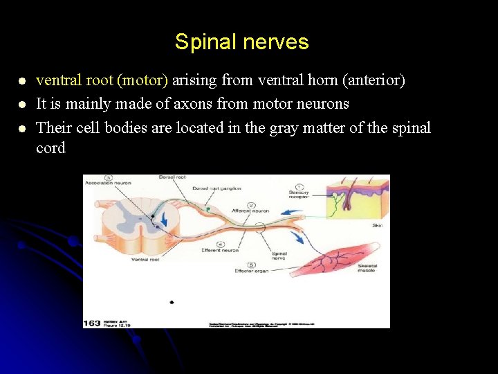 Spinal nerves l l l ventral root (motor) arising from ventral horn (anterior) It