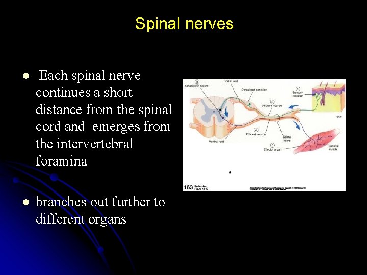 Spinal nerves l Each spinal nerve continues a short distance from the spinal cord