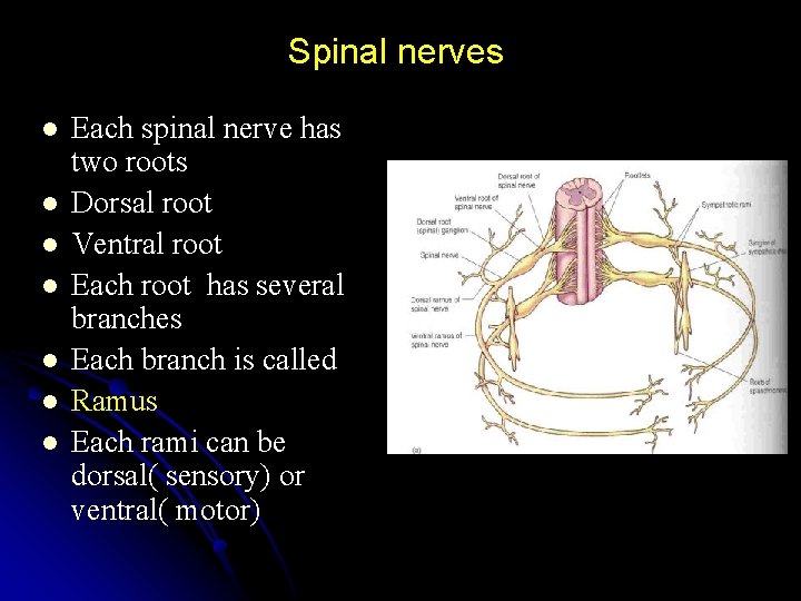 Spinal nerves l l l l Each spinal nerve has two roots Dorsal root