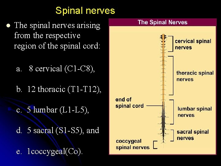 Spinal nerves l The spinal nerves arising from the respective region of the spinal