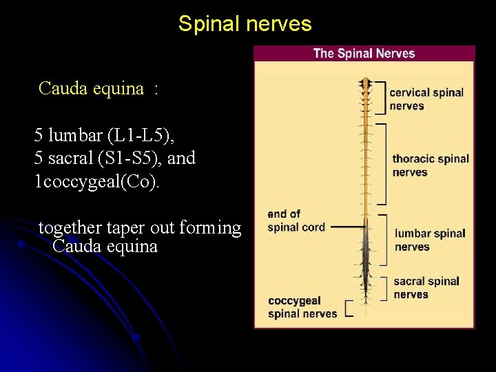  Spinal nerves Cauda equina : 5 lumbar (L 1 -L 5), 5 sacral