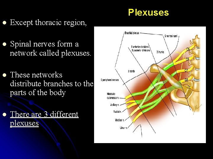 l Except thoracic region, l Spinal nerves form a network called plexuses. l These