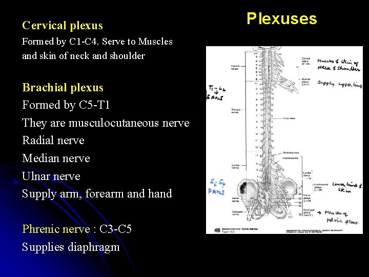 Cervical plexus Formed by C 1 -C 4. Serve to Muscles and skin of