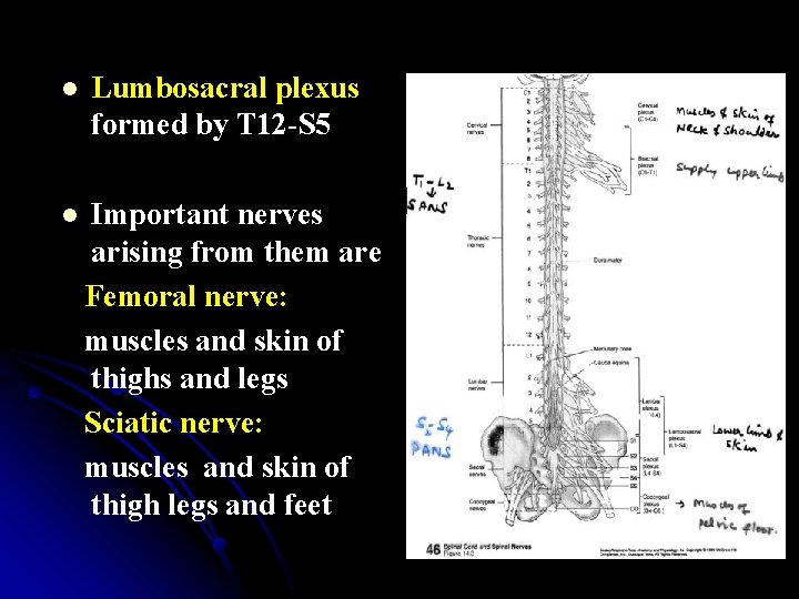 l Lumbosacral plexus formed by T 12 -S 5 l Important nerves arising from