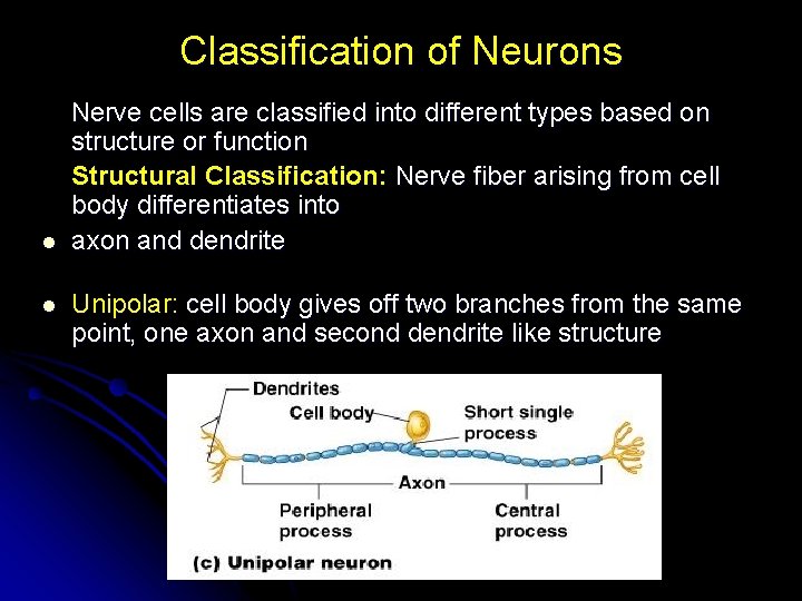 Classification of Neurons l l Nerve cells are classified into different types based on