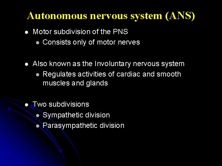 Autonomous nervous system (ANS) l Motor subdivision of the PNS l Consists only of