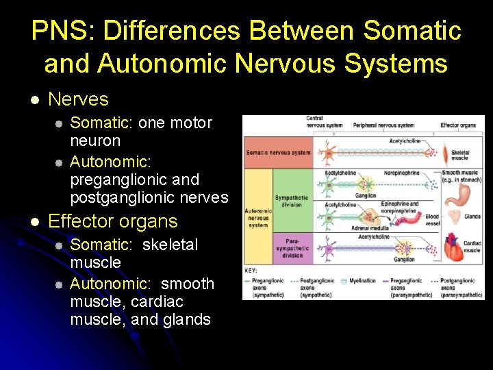 PNS: Differences Between Somatic and Autonomic Nervous Systems l Nerves l l l Somatic: