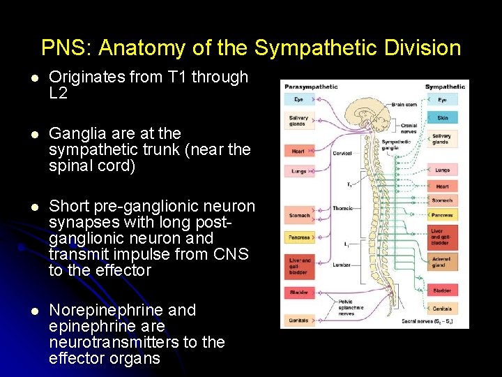 PNS: Anatomy of the Sympathetic Division l Originates from T 1 through L 2