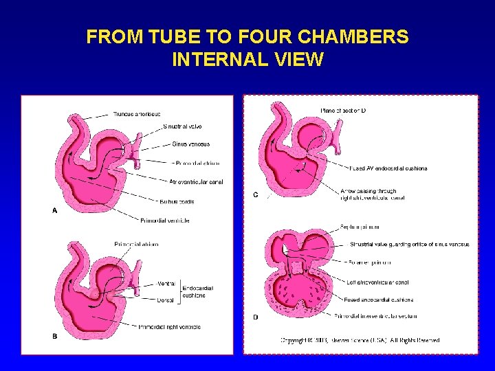 FROM TUBE TO FOUR CHAMBERS INTERNAL VIEW FROM TUBE TO FOUR CHAMBERS INTERNAL VIEW