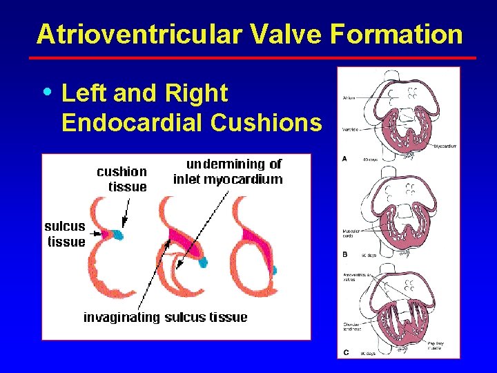 Atrioventricular Valve Formation • Left and Right Endocardial Cushions Atrioventricular Valve Formation • Left and Right Endocardial Cushions