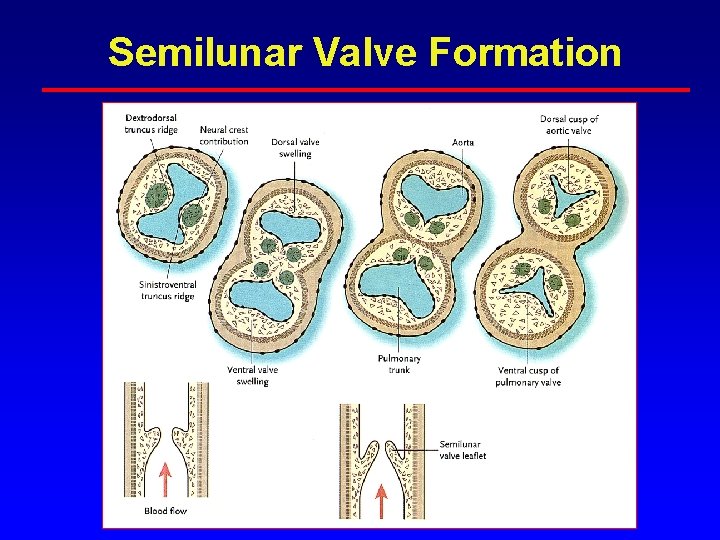 Semilunar Valve Formation Semilunar Valve Formation