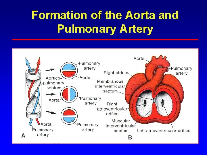 Formation of the Aorta and Pulmonary Artery Formation of the Aorta and Pulmonary Artery